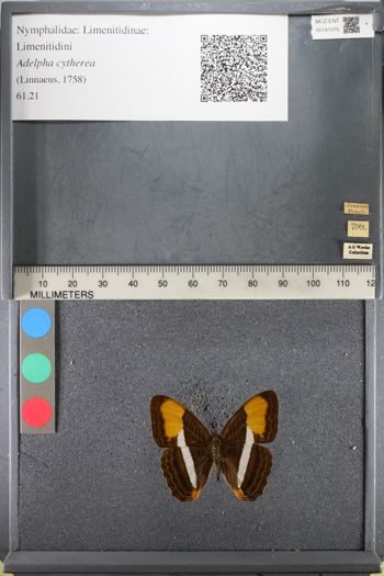 Media type: image;   Entomology 141076